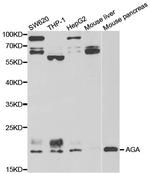 AGA Polyclonal Antibody