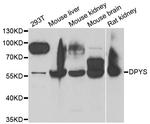 DPYS Polyclonal Antibody
