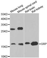 Bombesin Antibody in Western Blot (WB)