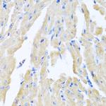 Motilin Antibody in Immunohistochemistry (Paraffin) (IHC (P))