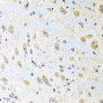 Motilin Antibody in Immunohistochemistry (Paraffin) (IHC (P))