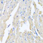 Motilin Antibody in Immunohistochemistry (Paraffin) (IHC (P))