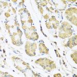 Motilin Antibody in Immunohistochemistry (Paraffin) (IHC (P))