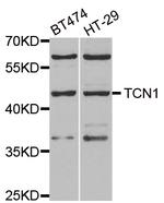 TCN1 Polyclonal Antibody