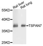 TSPAN7 Antibody in Western Blot (WB)