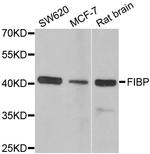 FIBP Antibody in Western Blot (WB)