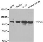 TRPV5 Polyclonal Antibody
