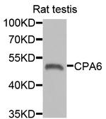 CPA6 Antibody in Western Blot (WB)