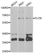 Folliculin Polyclonal Antibody