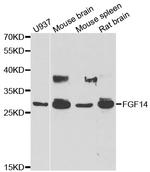 FGF14 Polyclonal Antibody