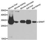 GNMT Polyclonal Antibody
