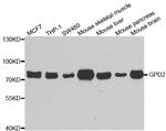 GPD2 Polyclonal Antibody
