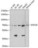 INTS10 Antibody in Western Blot (WB)