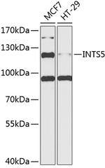 INTS5 Antibody in Western Blot (WB)