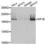 KIF1B Antibody in Western Blot (WB)