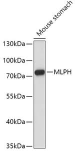 Melanophilin Antibody in Western Blot (WB)