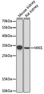 MXI1 Antibody in Western Blot (WB)