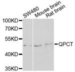 QPCT Antibody in Western Blot (WB)