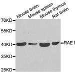 RAE1 Polyclonal Antibody