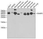 RAMP3 Antibody in Western Blot (WB)