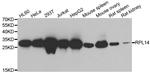 RPL14 Antibody in Western Blot (WB)