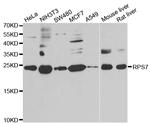 RPS7 Antibody in Western Blot (WB)