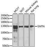 Smoothelin Polyclonal Antibody