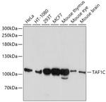 TAF1C Polyclonal Antibody