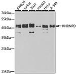 hnRNP D Antibody in Western Blot (WB)