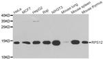RPS12 Antibody in Western Blot (WB)