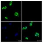 C1r Antibody in Immunocytochemistry (ICC/IF)