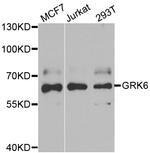 GRK6 Polyclonal Antibody