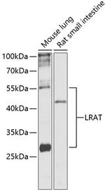 LRAT Antibody in Western Blot (WB)