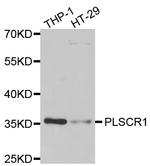PLSCR1 Antibody in Western Blot (WB)
