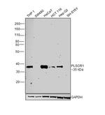 PLSCR1 Polyclonal Antibody