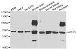 APLP1 Antibody in Western Blot (WB)