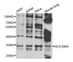 HLA-DMA Polyclonal Antibody
