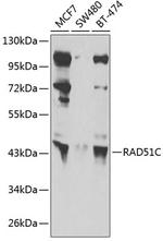 RAD51C Polyclonal Antibody