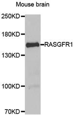 RASGRF1 Antibody in Western Blot (WB)