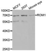 ROM1 Polyclonal Antibody