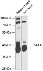 SGCD Antibody in Western Blot (WB)