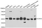 COPS3 Antibody in Western Blot (WB)