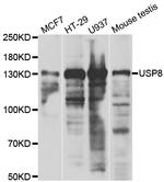USP8 Antibody in Western Blot (WB)