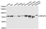 MTGR1 Antibody in Western Blot (WB)