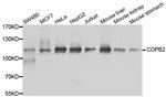 COPB2 Antibody in Western Blot (WB)