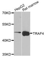 TRAF4 Antibody in Western Blot (WB)