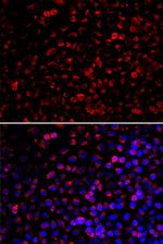 ENOX2 Polyclonal Antibody