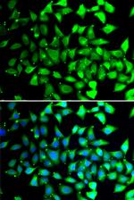 COPS6 Antibody in Immunocytochemistry (ICC/IF)