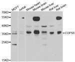 COPS6 Antibody in Western Blot (WB)