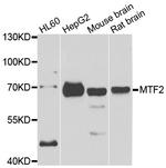 MTF2 Polyclonal Antibody